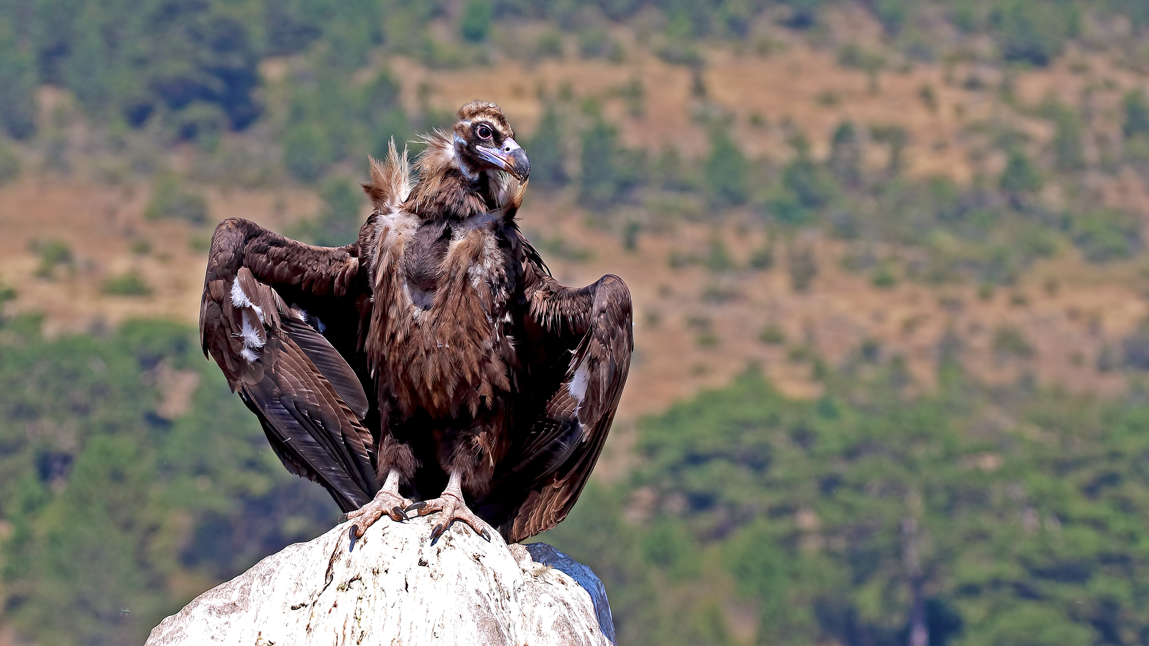 Cinereous Vulture